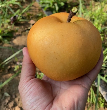 [秋月梨批发]秋月梨价格6.00元/斤 - 一亩田