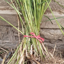 芦荻.荻.荻草微山湖水生植物基地