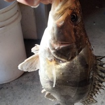桂鱼鳜鱼