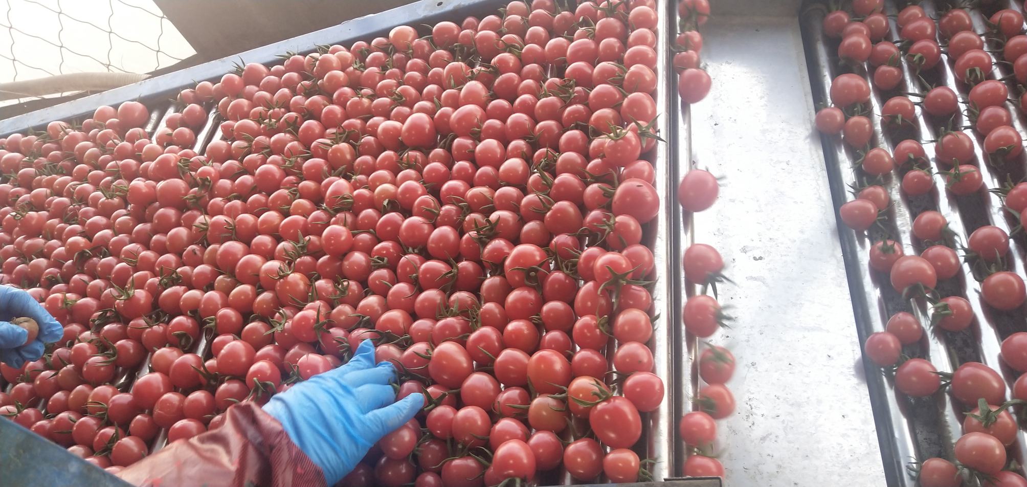 实验室研究人员正在检测圣女果提取物中的番茄红素含量
