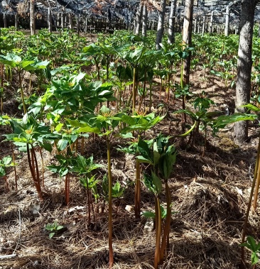 [重楼批发]重楼,药材价格350.00元/斤 - 一亩田