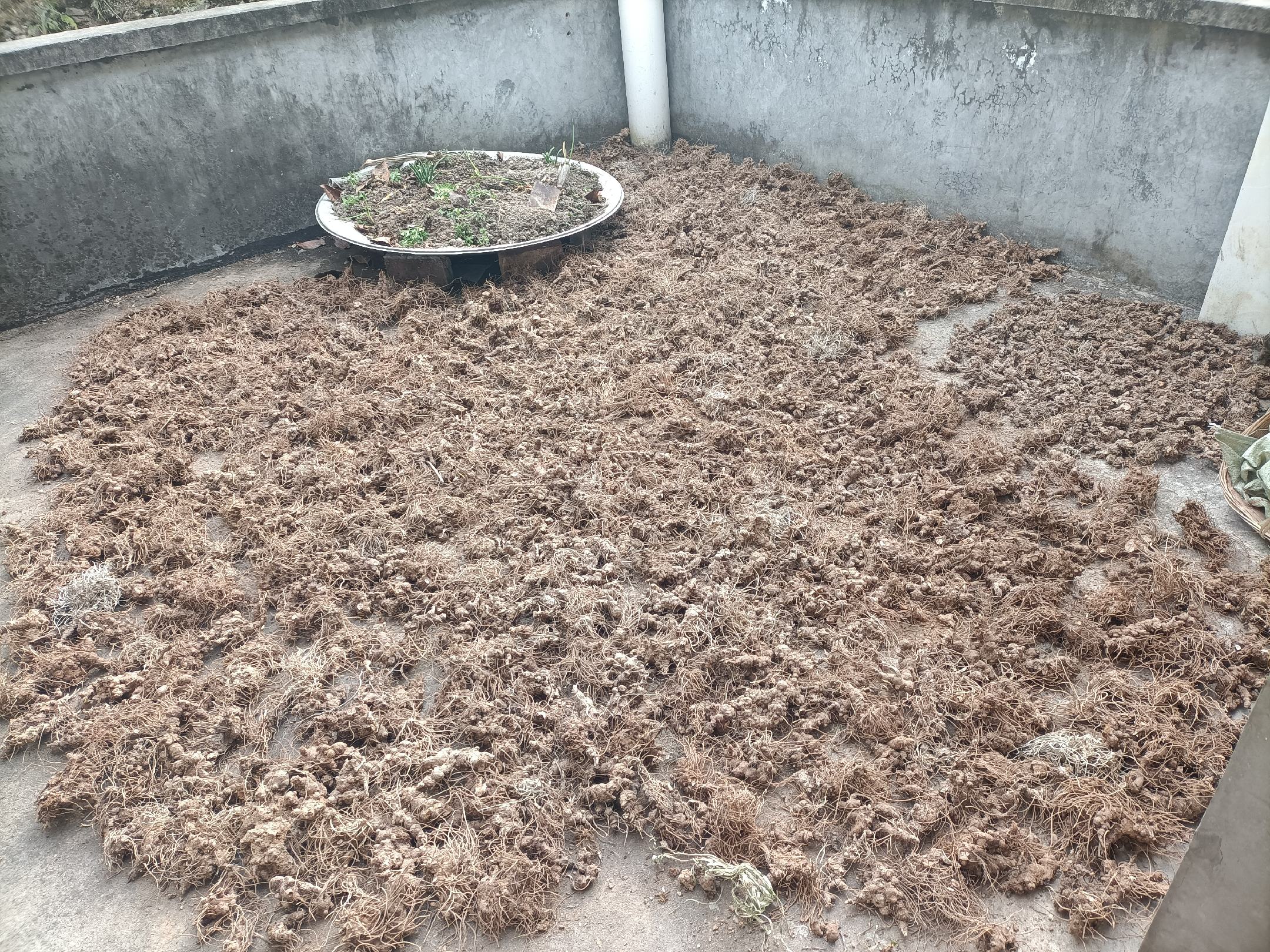 展示熟地黄在阴凉干燥环境中保存的示意图 熟地黄保存环境示意图