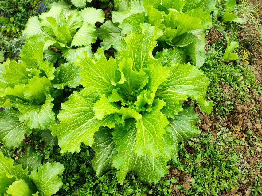 青杂三号大白菜田间生长实景