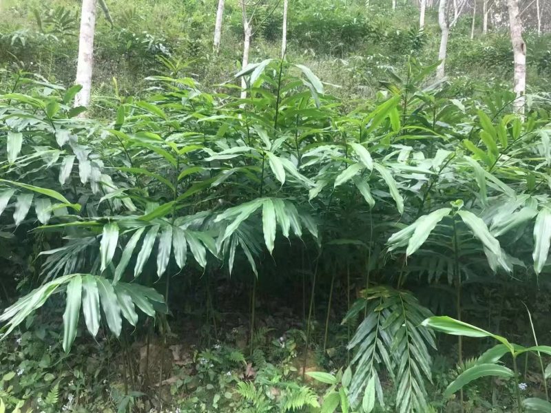 新阳春砂仁苗,阳春砂仁苗,春砂仁苗,砂仁苗