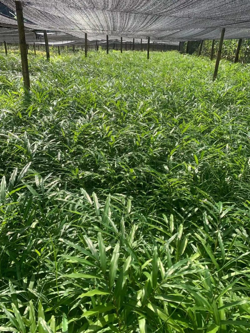 新阳春砂仁苗,阳春砂仁苗,春砂仁苗,砂仁苗