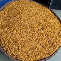 黄精种子，质量保证，期待与你合作鸡头甜黄精种子不倒苗川黄