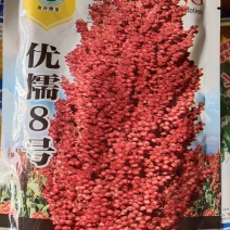 优糯8号高粱种子