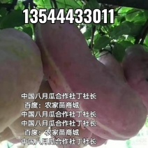 无籽八月瓜苗合作社无籽八月瓜苗亩产5千斤我送苗你种植