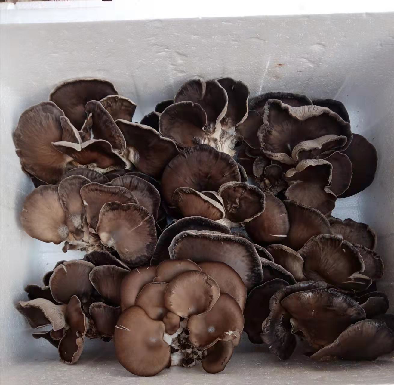 装在玻璃罐中的干平菇,色泽深褐,质地轻盈 自制干平菇的成品展示