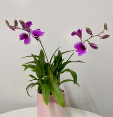 粉黛秋石斛高2530cm一件26盆