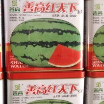 善高红天下西瓜种子，果皮深绿色，