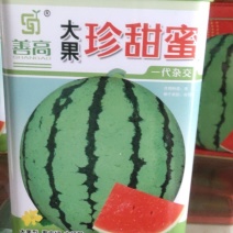 大果珍甜蜜西瓜种子一代杂交，