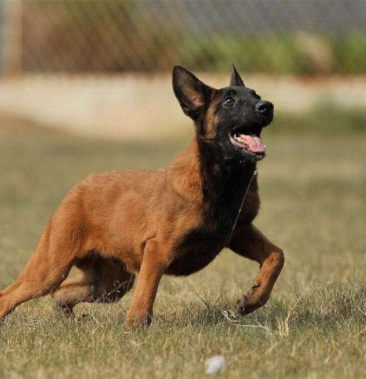 爆红马犬纯种马犬幼犬双血统红马犬看家护院犬
