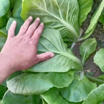 山东奶白菜鲜嫩可口大量上市自有大型冷库一条龙
