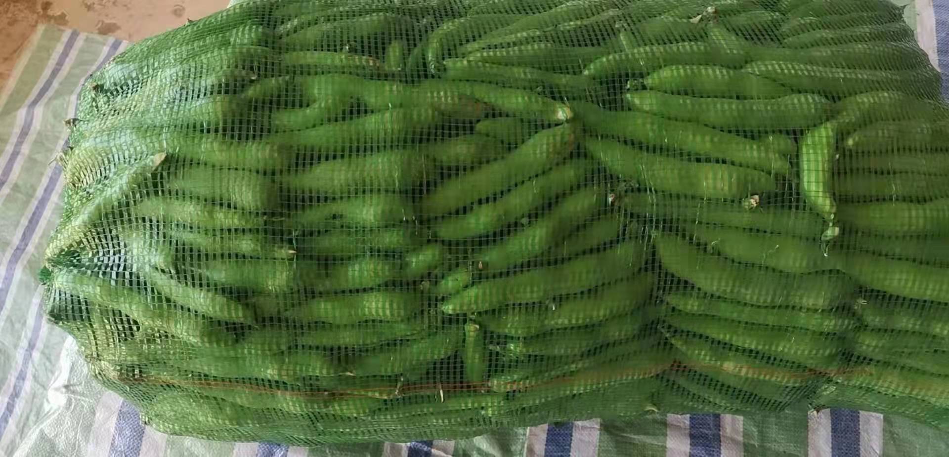 超市货架上陈列的多种品牌包装豆类商品,左侧为真空袋装干蚕豆,标签注明‘青海产’、‘非油炸’;右侧为有机黄豆,标明‘中黄13品种’、‘高蛋白’字样。背景可见消费者正在挑选对比 市售干蚕豆与黄豆包装产品对比图