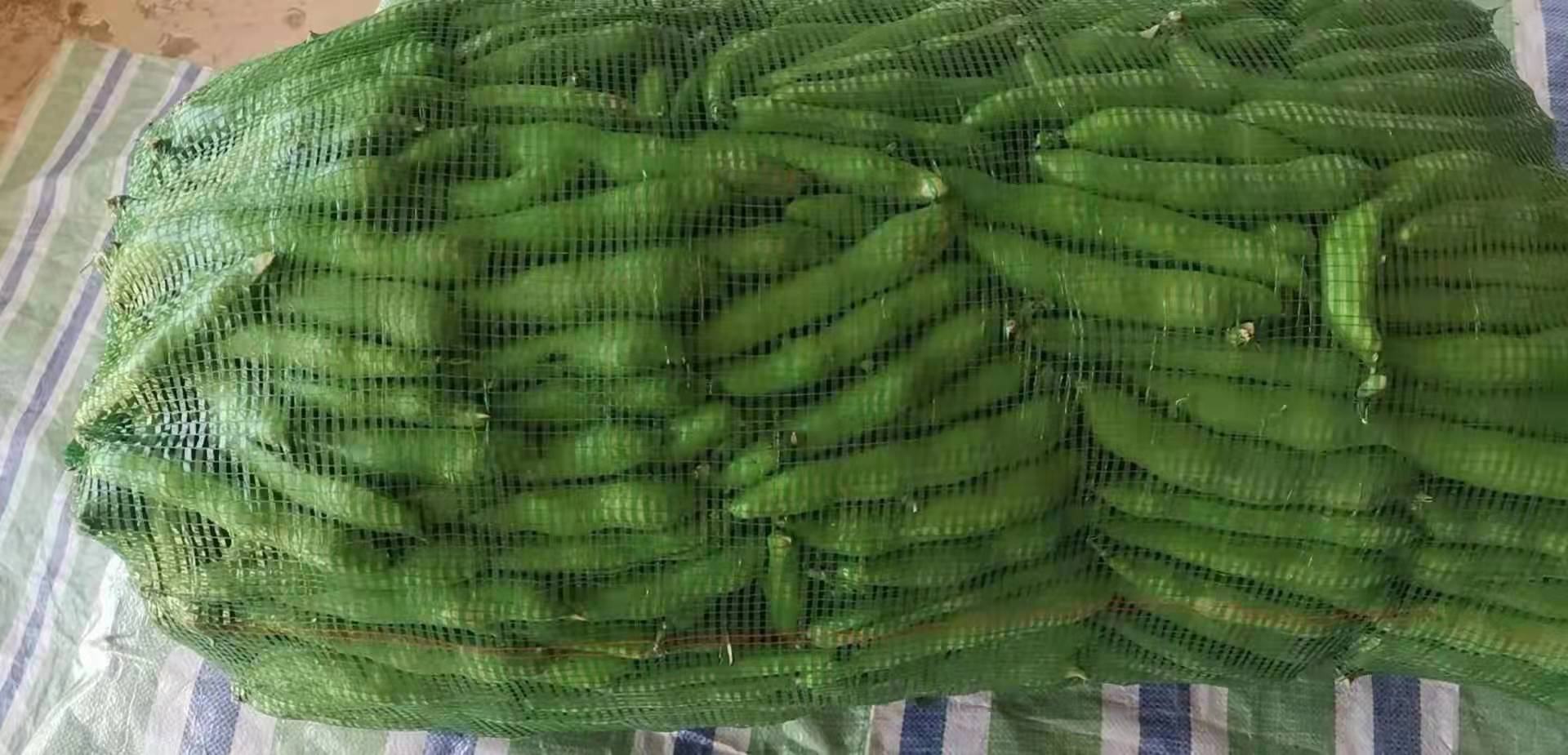左侧玻璃碗盛冷水,真空袋平铺其中,袋内蚕豆米颗粒分明;右侧铁锅热油爆香蒜末,浅绿色蚕豆米翻炒中泛油光,无焦边、无出水 蚕豆米冷水解冻与快炒对比图
