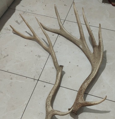 [鹿角批发]鹿角价格9000.00元/斤 - 一亩田