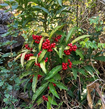 [朱砂根批发]大罗伞价格1.81元/棵 - 一亩田