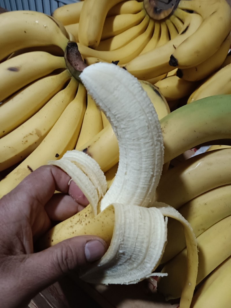 㽶Ӳð֤