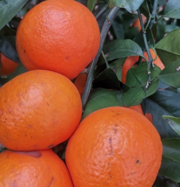 55到65小沃柑果面干净细皮除青黑烂太阳果大花