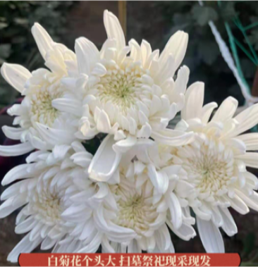 鲜切花白菊花批发祭奠祭祀清明节冬至用花