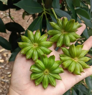 八角嫁接营养杯苗顺丰包邮质量纯正高产货源充足