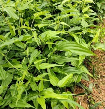 [批发]云南大叶白部苗,价格0.80元/棵 - 一亩田