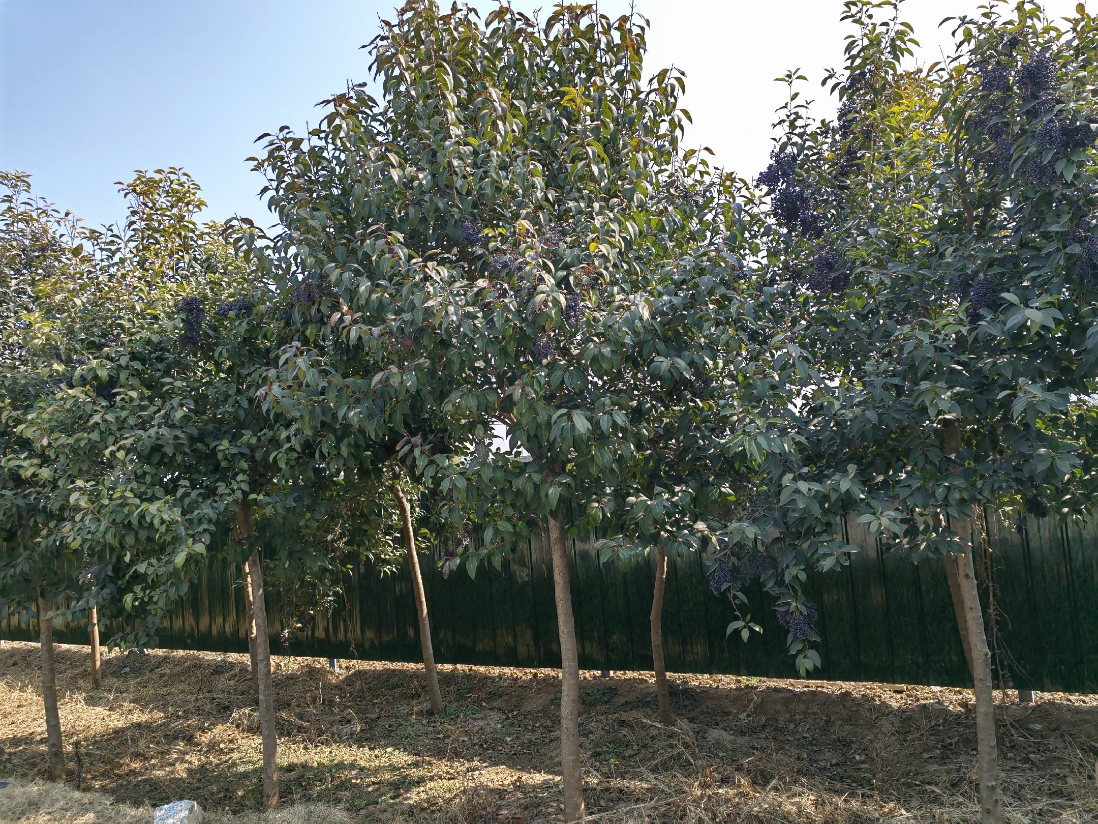 大叶女贞全株形态