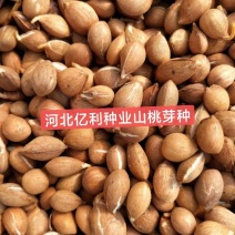 山桃芽种子，现挑现卖新鲜度好，出芽快。