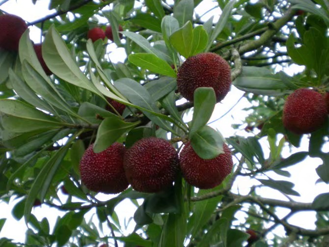 东魁杨梅成年结果树冠形态