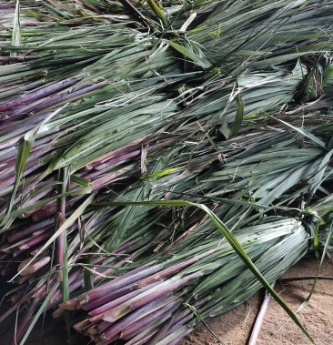 推荐甘蔗草青储草料羊草牛草适口性好质量保证