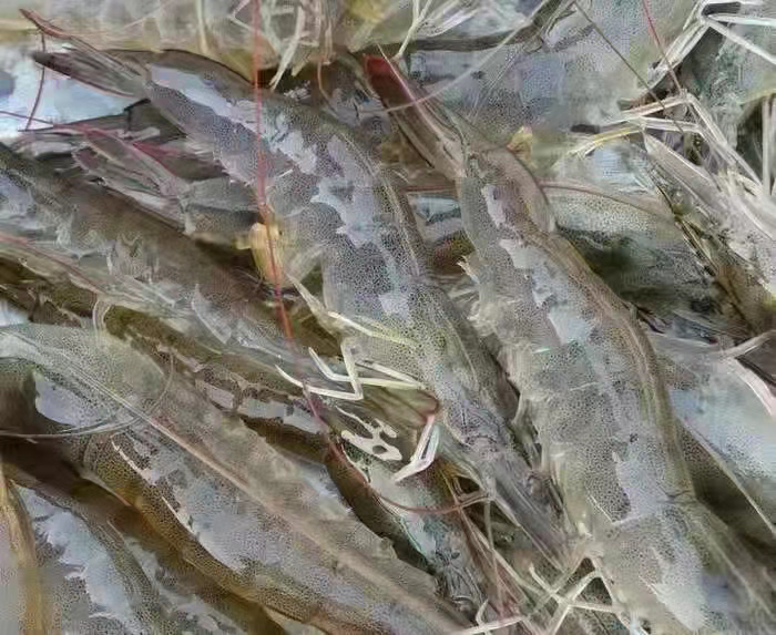 对虾显微结构与营养检测