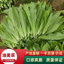 油麦菜大棚精品油麦菜原产地供货视频看货全国发货代收代办