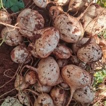 天然新鲜豆薯长期供货价格美丽