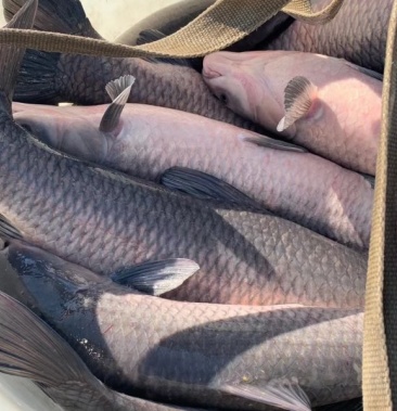 [青鱼批发]青鱼价格11.00元/斤 - 一亩田