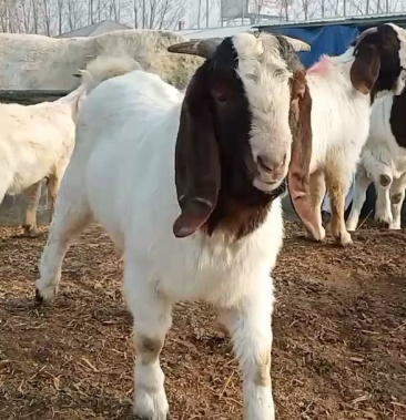 [肉羊批发]波尔山羊羊羔 基础母羊 孕羊 公羊 小公羊价格500.