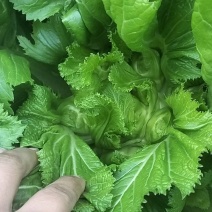 小心儿菜无虫颜色青秀
