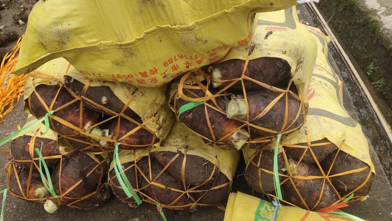 福建长汀槟榔芋头,香粉槟榔芋