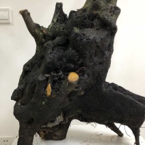 金弹子盆景桩