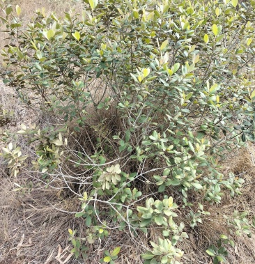 當泥根棯子根菇娘子樹根泡酒燉湯暖胃良藥野生草藥