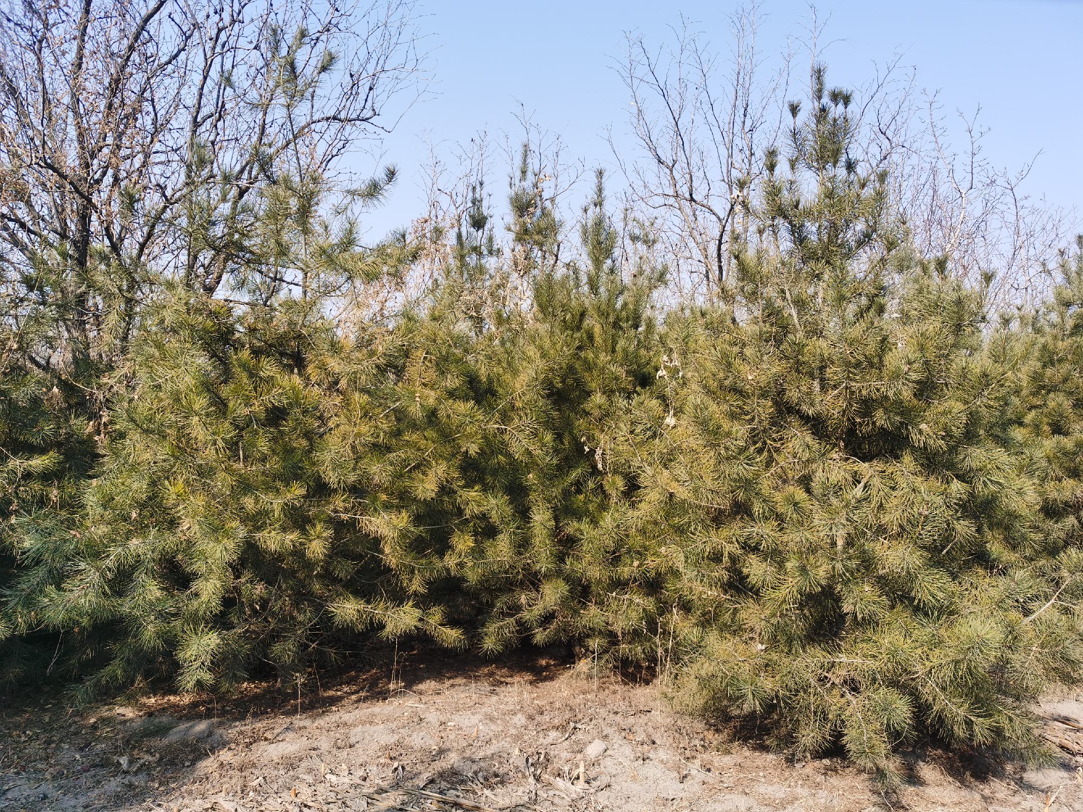 一棵矗立在山间的千年白皮松,树干斑驳,枝叶繁茂,背景为苍茫山林 千年白皮松