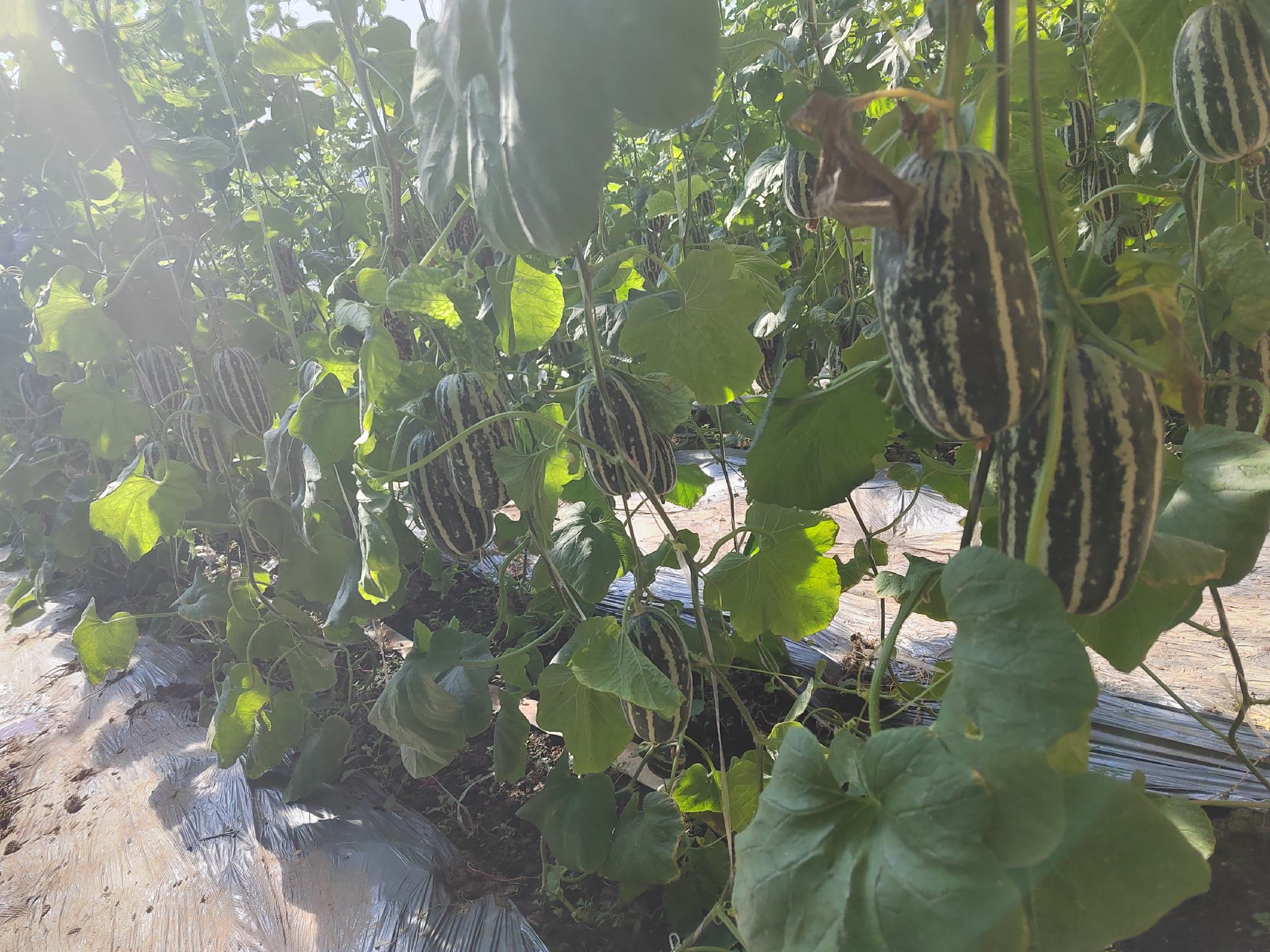 展示博洋久甜瓜在田间生长的状态,叶片茂盛,瓜果挂枝,阳光透过藤蔓形成斑驳光影 博洋久甜瓜田间种植图