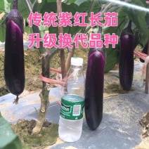 茄子中的黑马黑马中茄种子淡绿肉紫红长茄升级换代品种