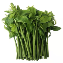 广东精品山野菜天绿香又名树籽菜，保质保量，诚信经营