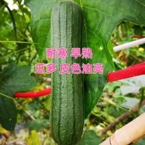 耐寒早熟瓜多油亮型超绿丝瓜种子早春露地大棚