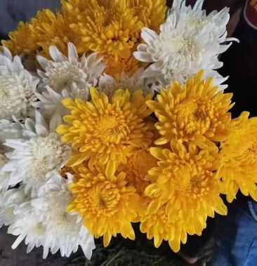 [菊花批发]清明节冬至白菊黄菊花束扫墓祭祀上坟装饰鲜花基地直发追悼