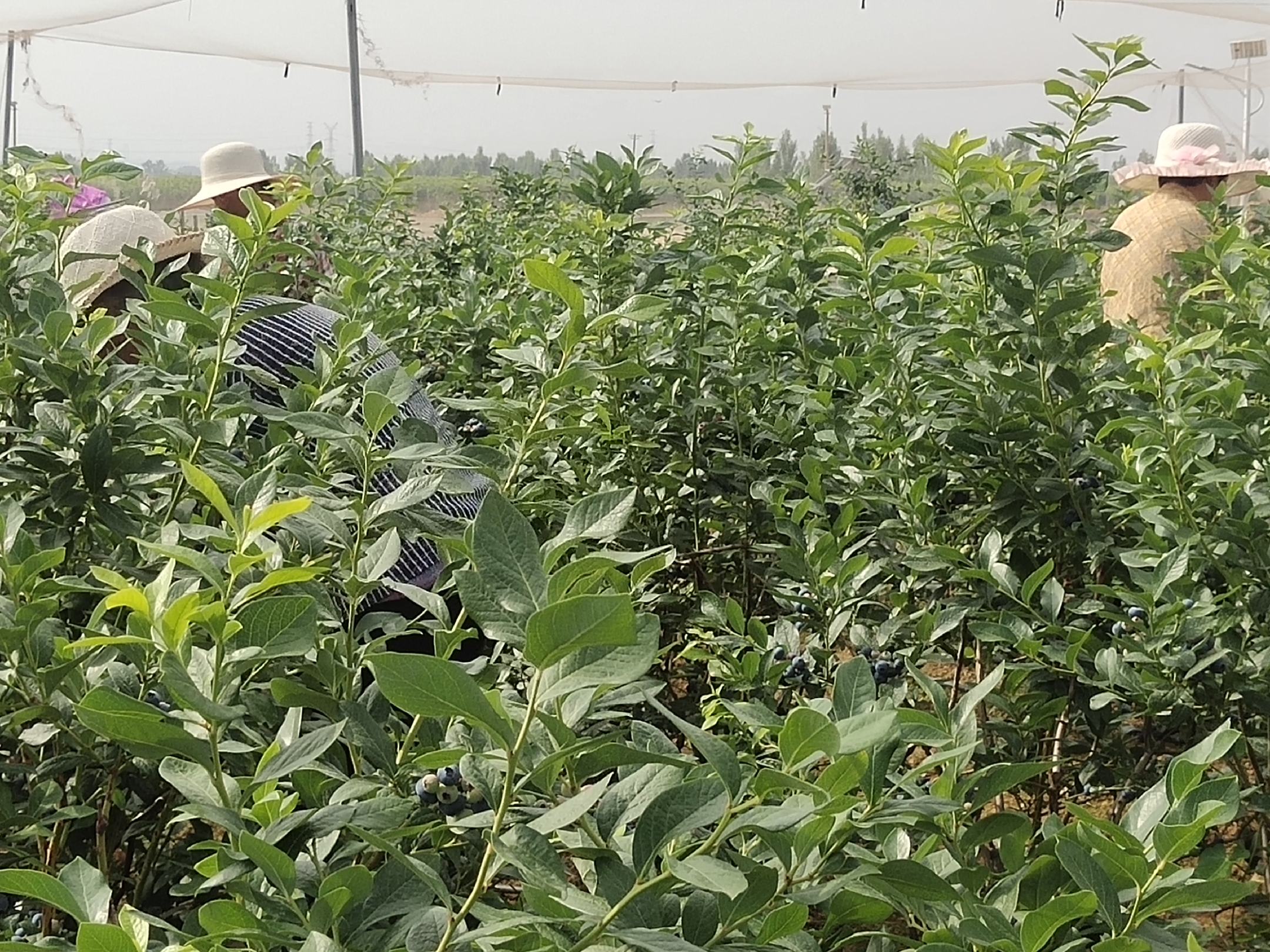 北陆蓝莓种植基地航拍图,展示整齐划一的种植田块与现代化农业设施 北陆蓝莓种植基地航拍图