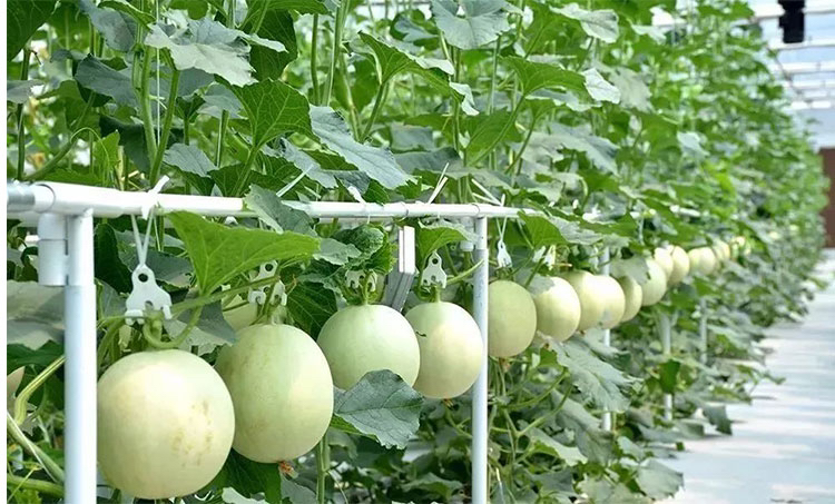 山东寿光玉菇甜瓜种植基地