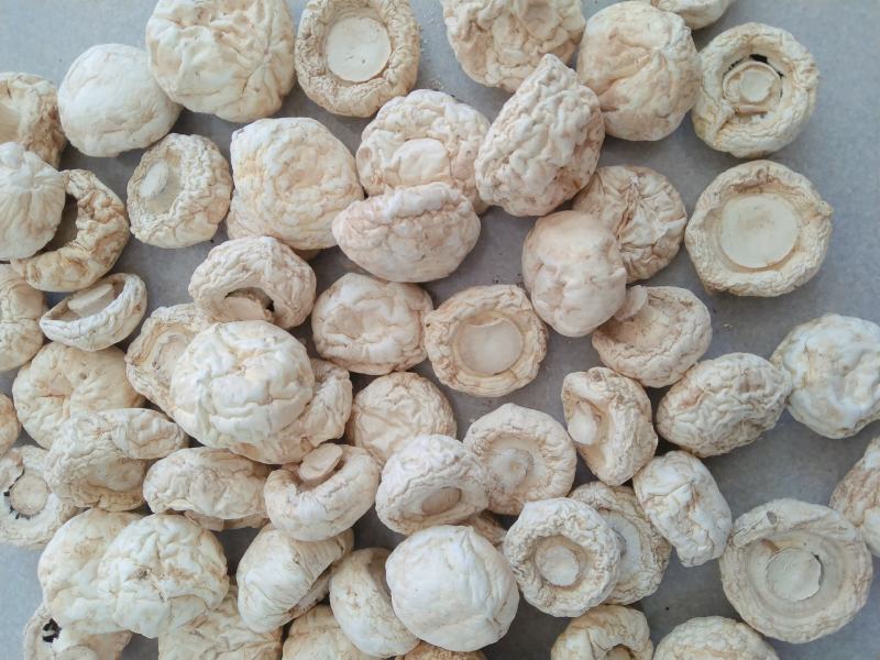 河北承德平泉市口蘑 38.00元/斤口蘑,又名坝上白