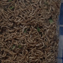 四季金银花，金丝皇菊